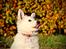 Hvid Schweizisk Hyrdehund Coco