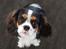 Cavalier king charles spaniel Malekits Turbo