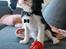 Cavalier king charles spaniel Malekits Turbo