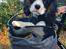 Cavalier king charles spaniel Malekits Turbo