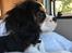 Cavalier king charles spaniel Malekits Turbo