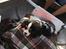 Cavalier king charles spaniel Malekits Turbo
