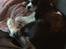 Cavalier king charles spaniel Malekits Turbo