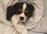 Cavalier king charles spaniel Malekits Turbo