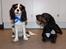 Cavalier king charles spaniel Malekits Turbo