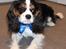 Cavalier king charles spaniel Malekits Turbo