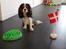 Cavalier king charles spaniel Malekits Turbo