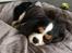 Cavalier king charles spaniel Malekits Turbo