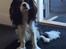 Cavalier king charles spaniel Malekits Turbo