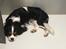 Cavalier king charles spaniel Malekits Turbo