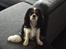 Cavalier king charles spaniel Malekits Turbo