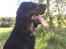 Gordon setter Øens Bellis
