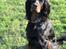Gordon setter Øens Bellis