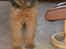 Airedale terrier Tor