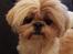 Shih tzu Fonvig's Phoebe