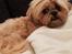Shih tzu Fonvig's Phoebe