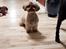 Shih tzu Fonvig's Phoebe