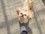 Shih tzu Fonvig's Phoebe