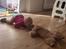 Shih tzu Fonvig's Phoebe