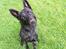 Hollandsk hyrdehund Zherlock - Kaldenavn Eddie 