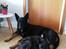 Hollandsk hyrdehund Zherlock - Kaldenavn Eddie 
