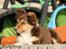 Border collie My forward BC Jill&Fønix Zoey