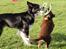 Border collie My forward BC Jill&Fønix Zoey