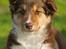 Border collie My forward BC Jill&Fønix Zoey