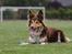 Border collie My forward BC Jill&Fønix Zoey