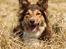 Border collie My forward BC Jill&Fønix Zoey