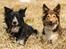 Border collie My forward BC Jill&Fønix Zoey