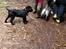 Blanding af racer Max - Anden tur i hunde skoven
