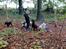 Blanding af racer Max - Anden tur i hunde skoven