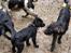 Blanding af racer Max - Anden tur i hunde skoven