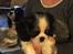 Cavalier king charles spaniel Min Cavalier Lotus