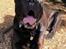 Cane corso Batman 