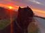 Cane corso Batman 