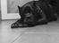 Cane corso Batman 