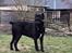 Cane corso Batman 
