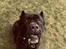 Cane corso Batman 