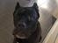 Cane corso Batman 