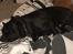 Cane corso Batman 