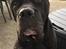 Cane corso Batman 