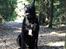Cane corso Batman 