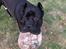 Cane corso Batman 