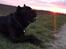 Cane corso Batman 