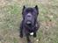 Cane corso Batman 