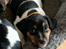Dansk svensk gaardhund Emma