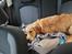 Golden retriever Ellie