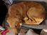 Golden retriever Ellie